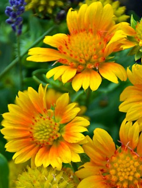 Gaillardia Arizona Apricot