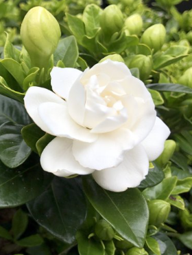 Gardenia Crown Jewel (P9)