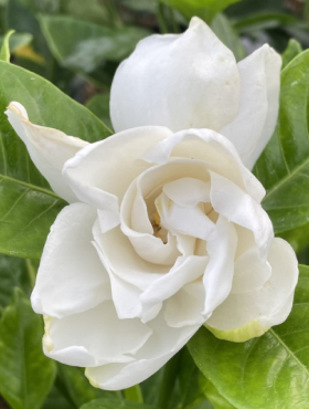 Gardenia Grandenia (P9)