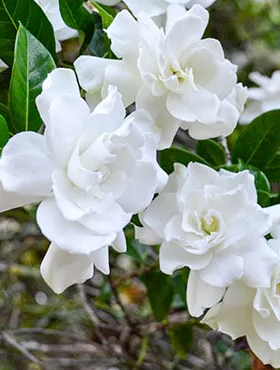 Gardenia Magnifica (P9)