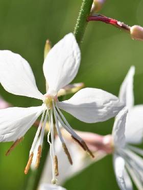 Gaura Giggles White (C2)