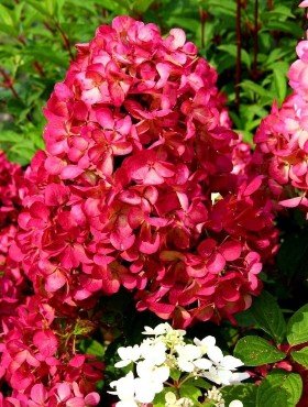Hortensja bukietowa Diamant Rouge najpiękniejsze kwiaty