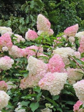 Hortensja bukietowa Strawberry Blossom (C2)