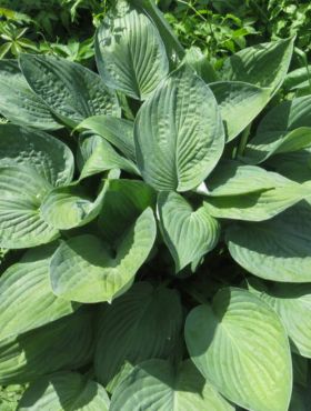 Hosta Fortune'a Hyacinthina (C2) 