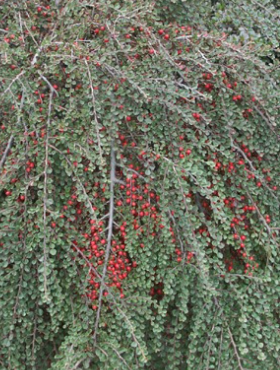 Irga karłowata Cotoneaster perpusillus 