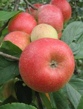 Jabłoń Ariwa w doniczce C2