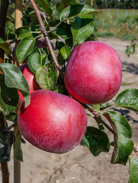 Jabłoń Fantazja Plant Pack