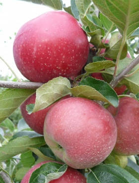 Jabłoń Julka w doniczce C2