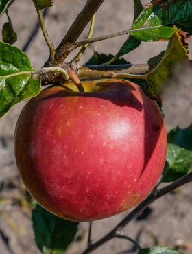 Jabłoń Najdared Plant Pack 