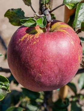 Jabłoń Red Cap Plant Pack