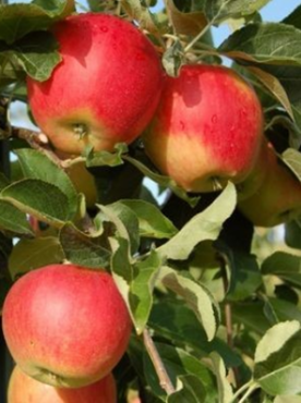 Jabłoń Remo Parchoodporna w doniczce (C2)