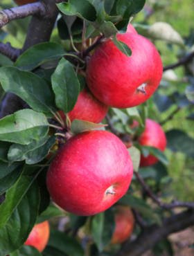 Jabłoń Rubinola Parchoodporna Plant Pack