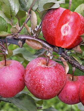 Jabłoń czerwonomiąższowa Marisa Plant Pack