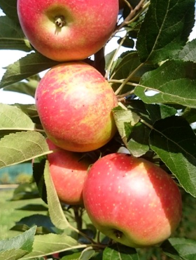 Jabłoń kolumnowa Mango Plant Pack