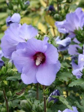 Ketmia syryjska Hibiskus Oiseau Bleu (P9)