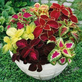 Koleus Coleus Pokrzywka Mix kolorów