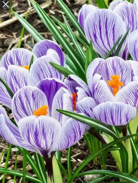 Krokus wiosenny wielkokwiatowy King of the Striped biało-fioletowy