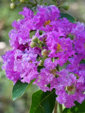 Lagerstroemia indyjska Petit Orchidée (P9)