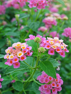 Lantana camara Feston Rose (P9)