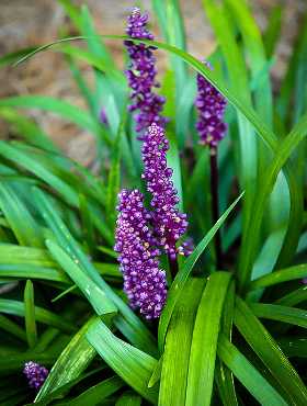 Liriope muscari Liriope szafirkowe Royal Purple