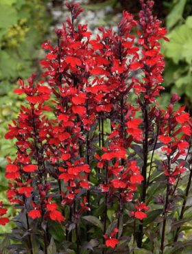 Lobelia Stroiczka Queen Victoria