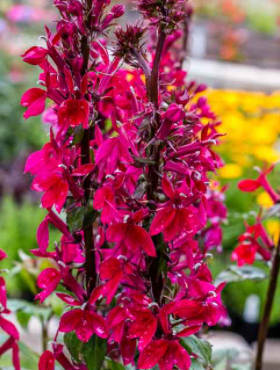 Lobelia okazała Starship Burgundy 