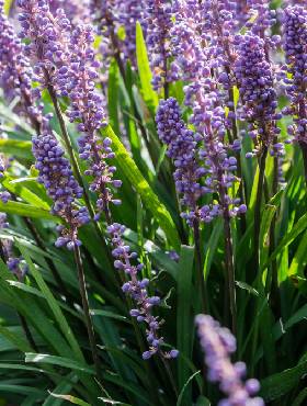 Lobelia wielka