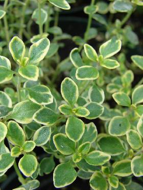 Macierzanka cytrynowa Thyme Mystic Lemon (C2) 