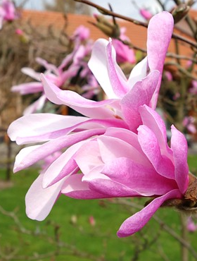 Magnolia Leonard Messel 