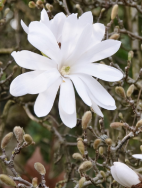 Magnolia gwieździsta Stellata (P9)