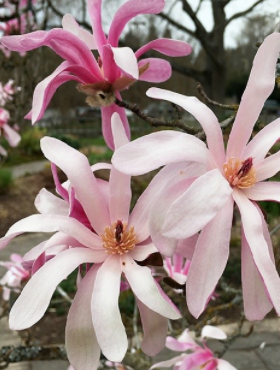 Magnolia gwieździsta Stellata Rosea