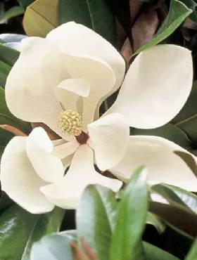 Magnolia wielkokwiatowa (C2)