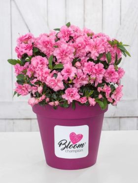 Mini Azalia BloomChampion Różowa powtarzająca kwitnienie