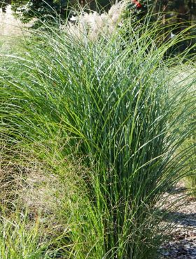 Miskant chiński 'Gracillimus' Miscanthus sinensis 