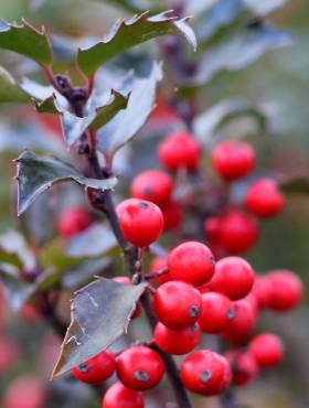 Ostrokrzew Ilex meserveae Blue Angel żeński(C2)