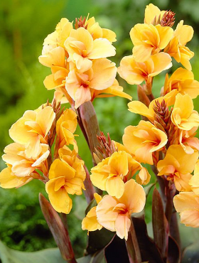 Paciorecznik Canna Kanna Louis Cottin