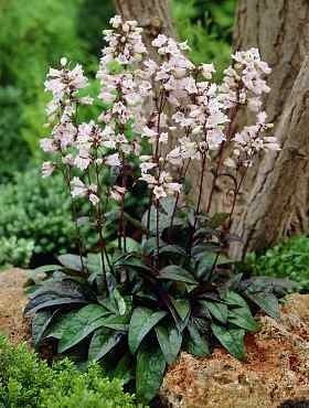 Penstemon palczasty Husker Red 