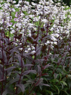 Penstemon palczasty Onyx and Pearls 