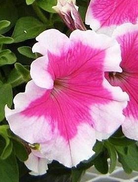 Petunia ogrodowa seria Iluzja różowa 0,05g