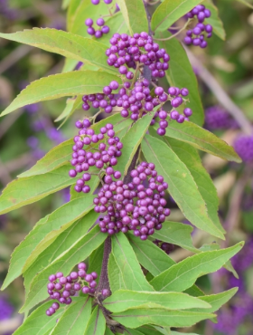 Pięknotka Bodiniera Autumn Glory (P9)