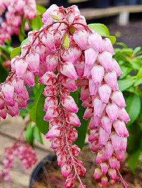 Pieris japoński Christmas Cheers (P9)