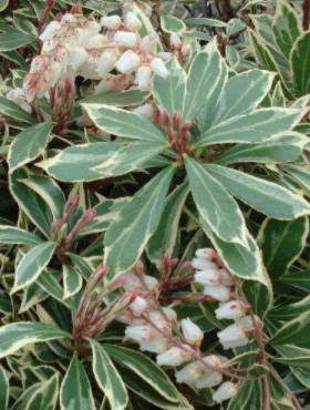 Pieris japoński Little Heath (C2)