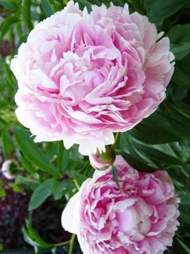 Piwonia chińska Peonia Sarah Bernhardt (C2)