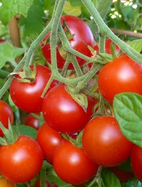 Pomidor gruntowy wysoki Pokusa 0,5g