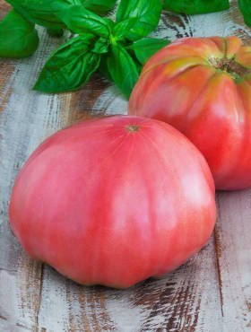 Pomidor szklarniowy Malinowy Pink Wonder Mieszaniec F1 7szt
