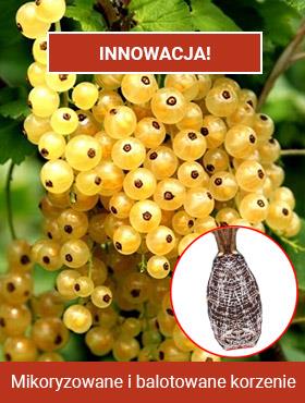 Porzeczka biała Plant Pack