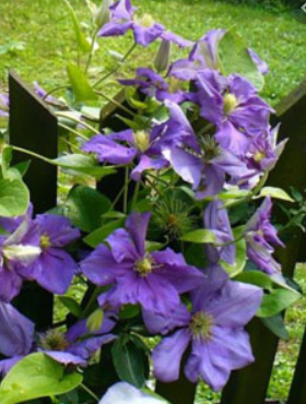 Powojnik Clematis wielkokwiatowy Generał Sikorski