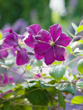 Powojnik Clematis wielkokwiatowy Polish Spirit