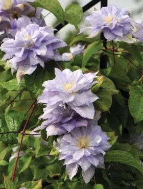 Powojnik Clematis wielkokwiatowy pełny Mazury