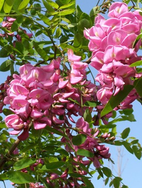 Robinia Małgorzaty Casque Rouge 'Pink Cascade'